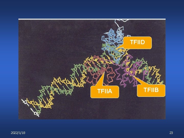 TFIID TFIIA 2022/1/18 TFIIB 23 