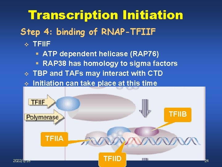 Transcription Initiation Step 4: binding of RNAP-TFIIF v v v TFIIF § ATP dependent