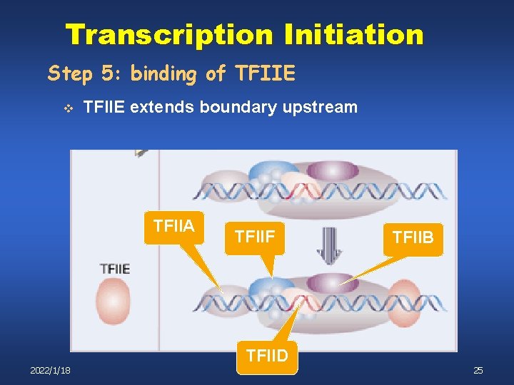 Transcription Initiation Step 5: binding of TFIIE v TFIIE extends boundary upstream TFIIA TFIIF