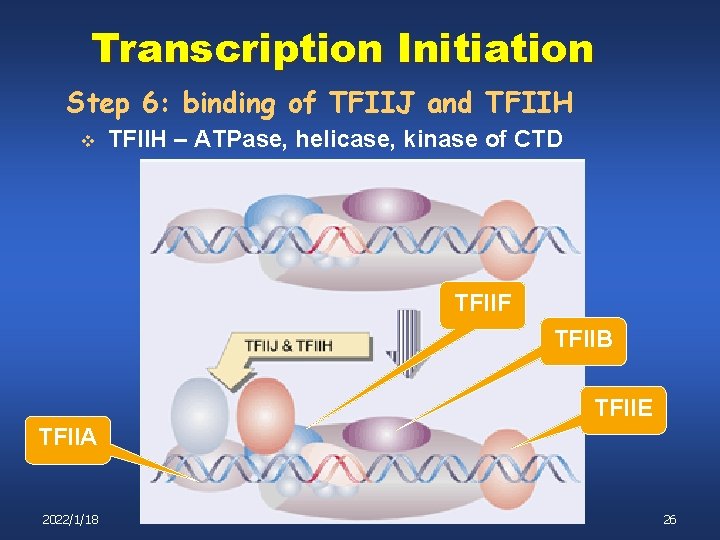 Transcription Initiation Step 6: binding of TFIIJ and TFIIH v TFIIH – ATPase, helicase,