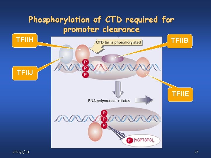Phosphorylation of CTD required for promoter clearance TFIIH TFIIB TFIIJ TFIIE 2022/1/18 27 