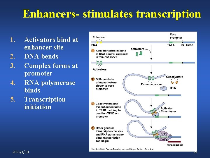Enhancers- stimulates transcription 1. 2. 3. 4. 5. Activators bind at enhancer site DNA