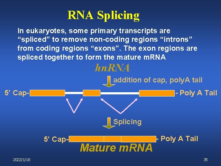 RNA Splicing In eukaryotes, some primary transcripts are “spliced” to remove non-coding regions “introns”