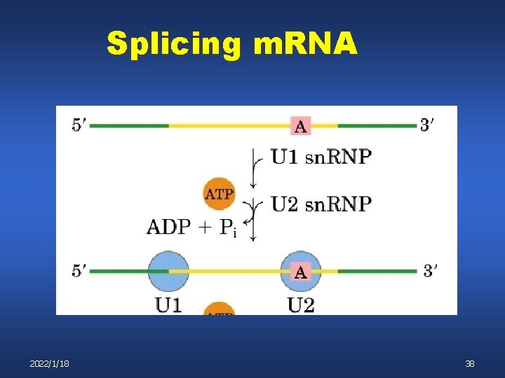 Splicing m. RNA 2022/1/18 38 