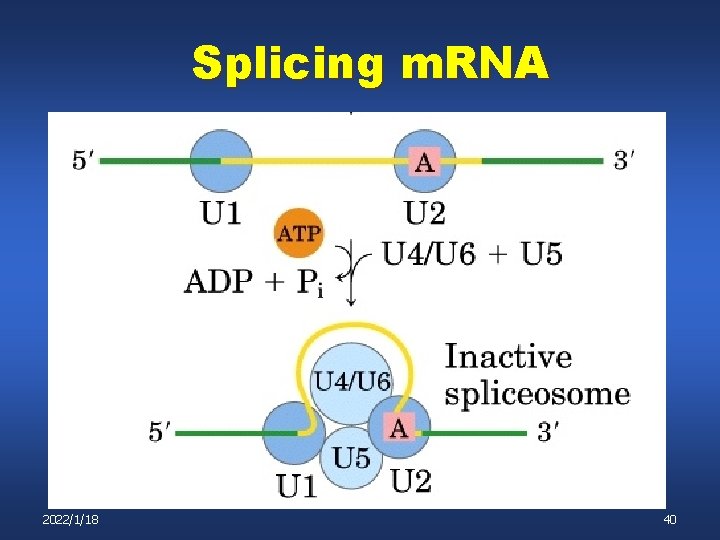 Splicing m. RNA 2022/1/18 40 