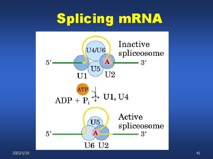Splicing m. RNA 2022/1/18 41 