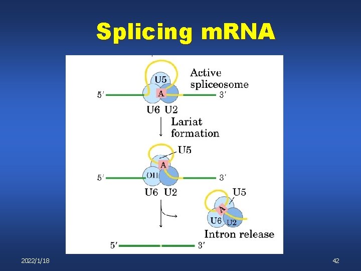 Splicing m. RNA 2022/1/18 42 