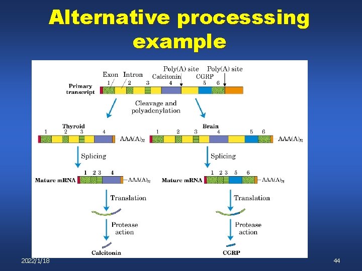 Alternative processsing example 2022/1/18 44 