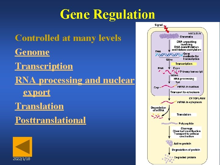 Gene Regulation Controlled at many levels Genome Transcription RNA processing and nuclear export Translation
