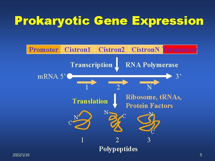 Prokaryotic Gene Expression Promoter Cistron 1 Cistron 2 Cistron. N Terminator Transcription RNA Polymerase