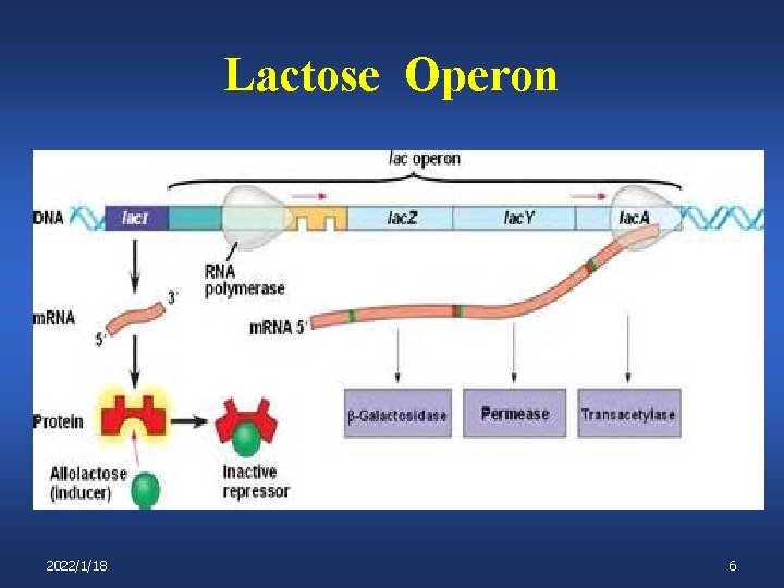 Lactose Operon 2022/1/18 6 