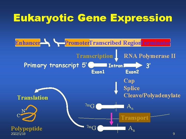 Eukaryotic Gene Expression Enhancer Promoter. Transcribed Region. Terminator Transcription RNA Polymerase II Primary transcript