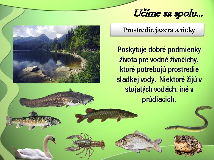 Učíme sa spolu. . . Prostredie jazera a rieky Poskytuje dobré podmienky života pre