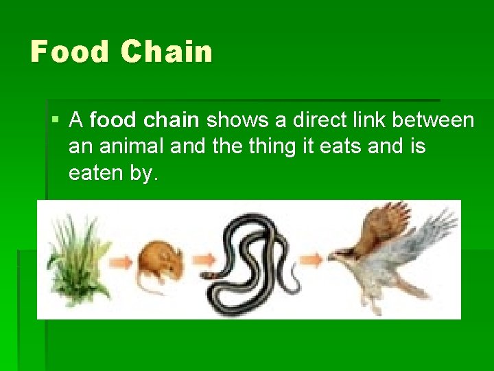 Food Chain § A food chain shows a direct link between an animal and