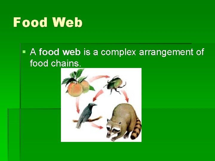Food Web § A food web is a complex arrangement of food chains. 