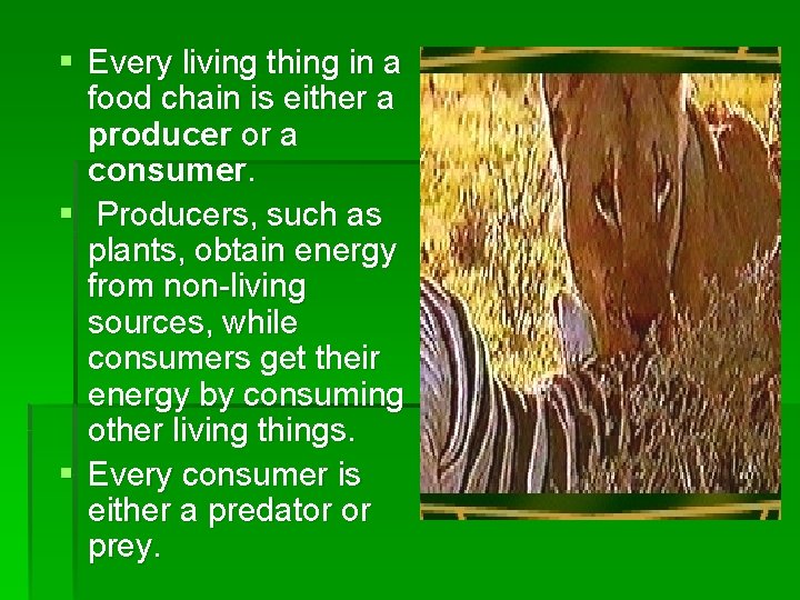 § Every living thing in a food chain is either a producer or a