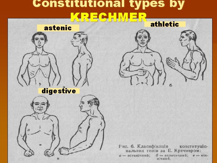 Constitutional types by KRECHMER athletic astenic digestive 