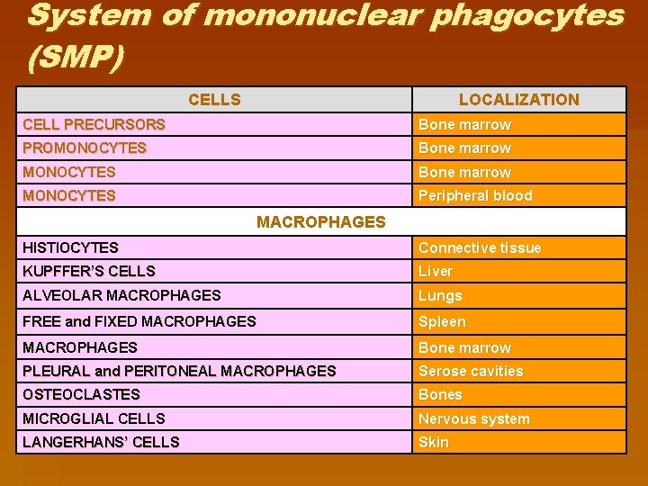 System of mononuclear phagocytes (SМP) CELLS LOCALIZATION CELL PRECURSORS Bone marrow PROMONOCYTES Bone marrow