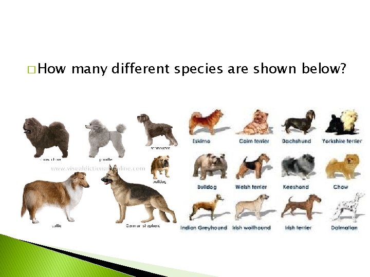 � How many different species are shown below? 