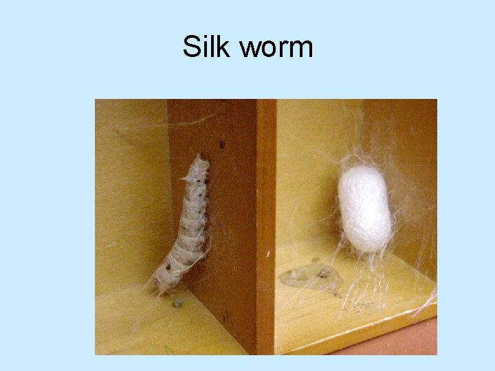 Silk worm 