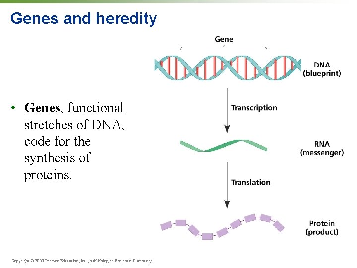 Genes and heredity • Genes, functional stretches of DNA, code for the synthesis of