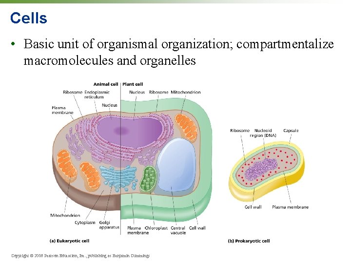 Cells • Basic unit of organismal organization; compartmentalize macromolecules and organelles Copyright © 2006