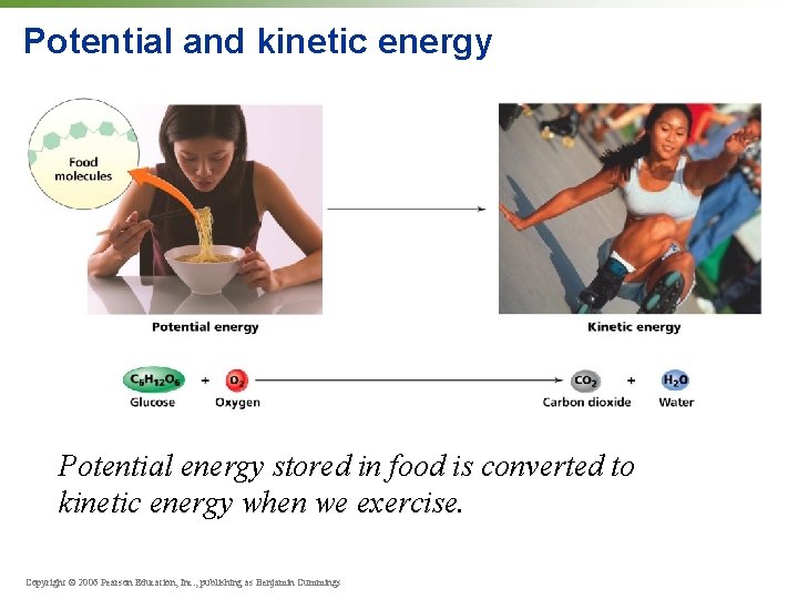 Potential and kinetic energy Potential energy stored in food is converted to kinetic energy
