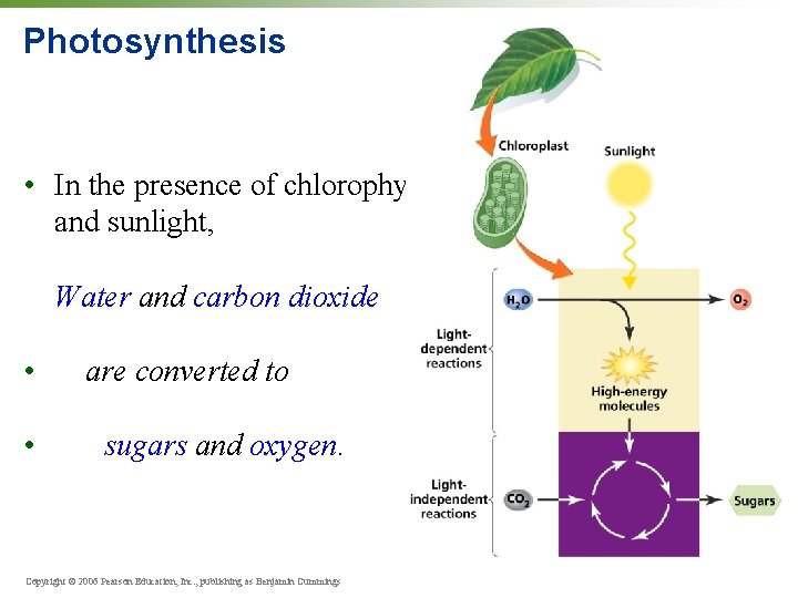 Photosynthesis • In the presence of chlorophyll and sunlight, Water and carbon dioxide •