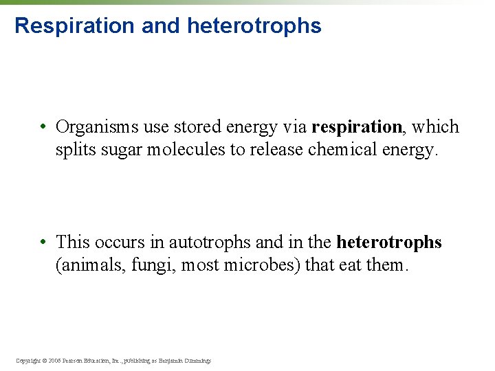 Respiration and heterotrophs • Organisms use stored energy via respiration, which splits sugar molecules