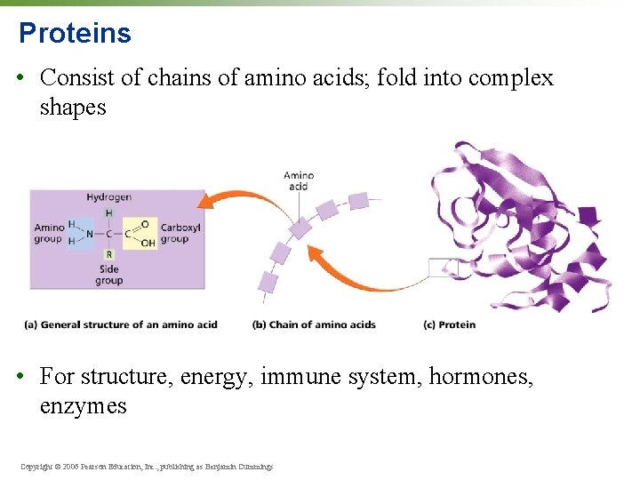 Proteins • Consist of chains of amino acids; fold into complex shapes • For