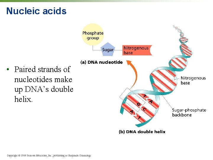 Nucleic acids • Paired strands of nucleotides make up DNA’s double helix. Copyright ©