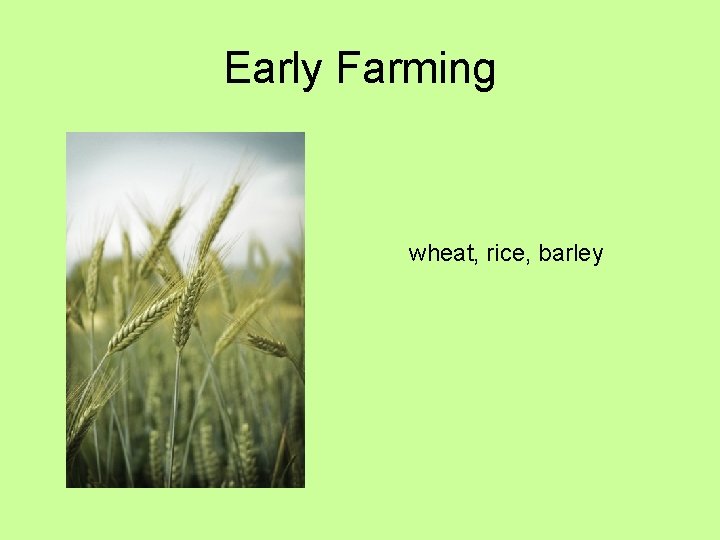 Early Farming wheat, rice, barley 