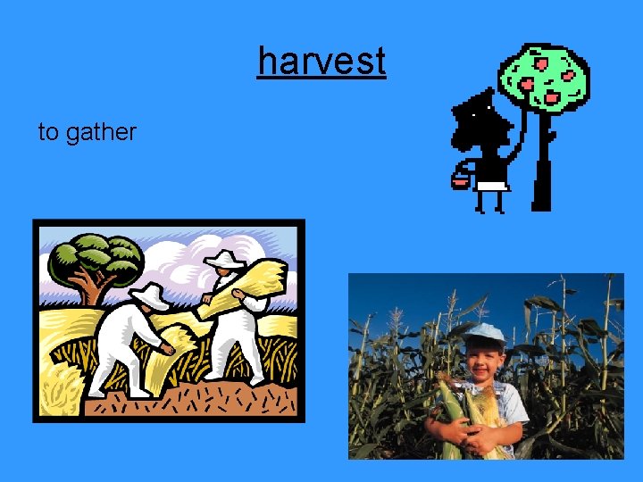 harvest to gather 