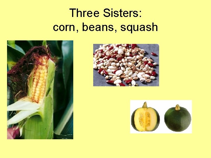 Three Sisters: corn, beans, squash 
