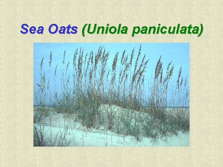 Uniola Introduction to Barrier Island Ecology Biology 366 Ecology