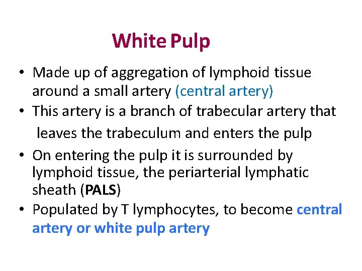 White Pulp • Made up of aggregation of lymphoid tissue around a small artery