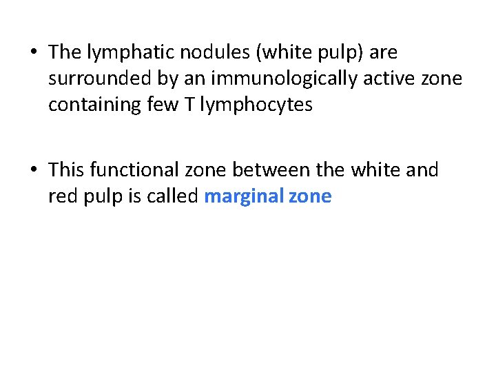  • The lymphatic nodules (white pulp) are surrounded by an immunologically active zone