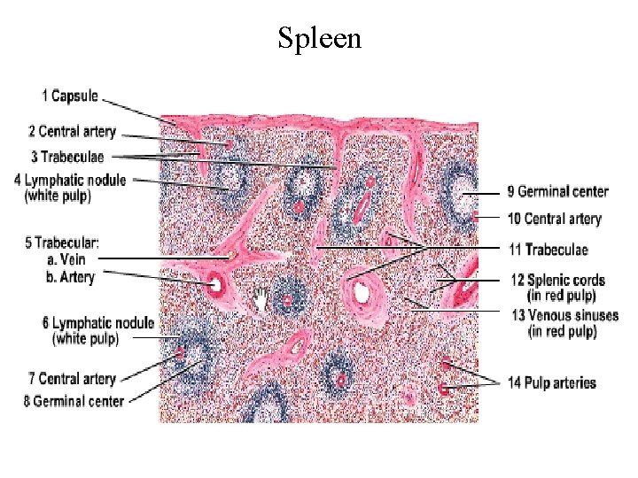 Spleen 