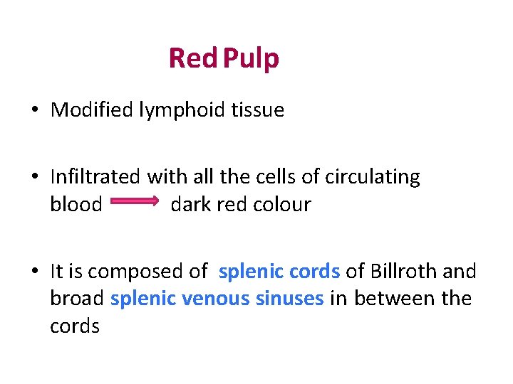 Red Pulp • Modified lymphoid tissue • Infiltrated with all the cells of circulating