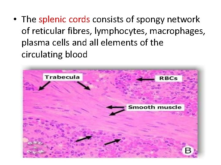  • The splenic cords consists of spongy network of reticular fibres, lymphocytes, macrophages,