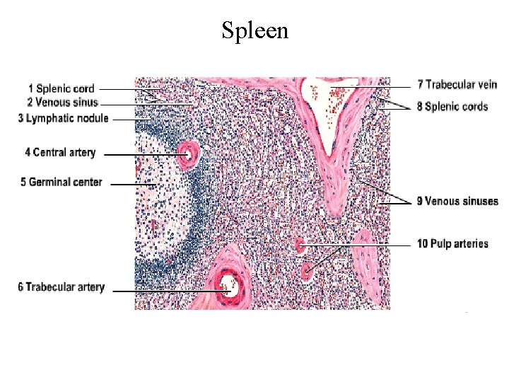 Spleen 