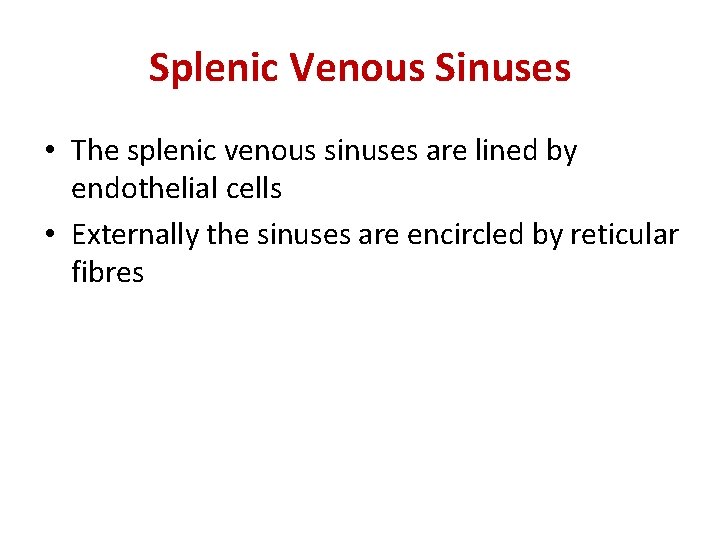 Splenic Venous Sinuses • The splenic venous sinuses are lined by endothelial cells •