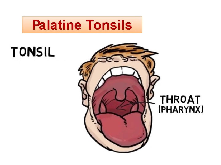 Palatine Tonsils 