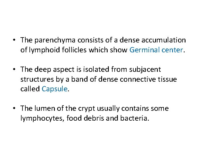  • The parenchyma consists of a dense accumulation of lymphoid follicles which show