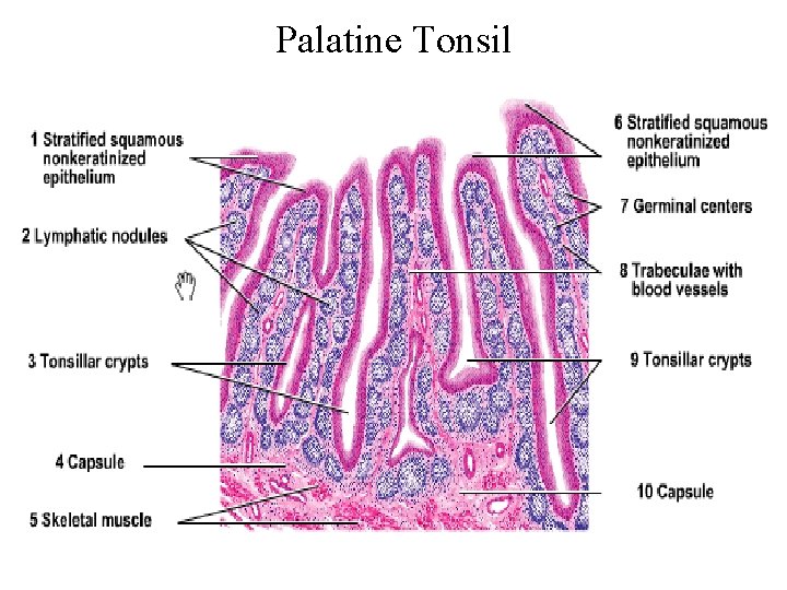 Palatine Tonsil 