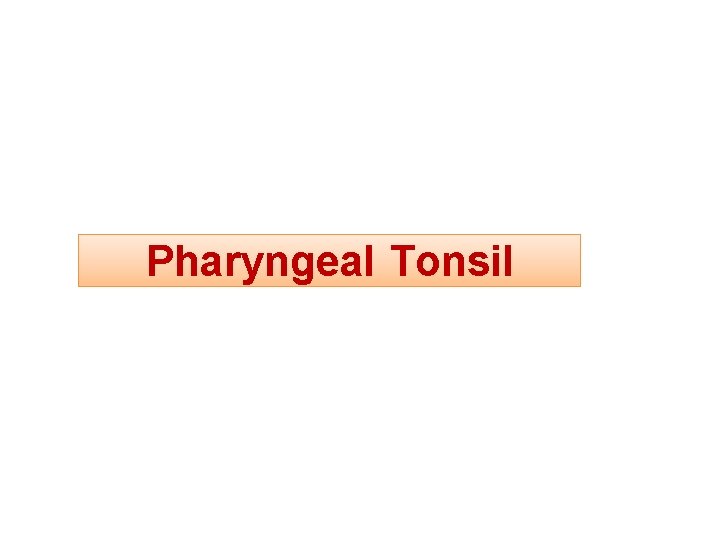 Pharyngeal Tonsil 