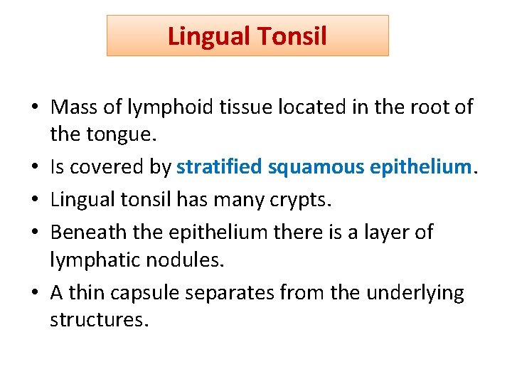 Lingual Tonsil • Mass of lymphoid tissue located in the root of the tongue.