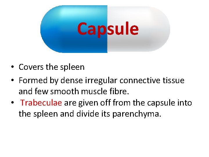 Capsule • Covers the spleen • Formed by dense irregular connective tissue and few