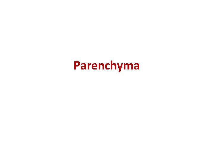 Parenchyma 