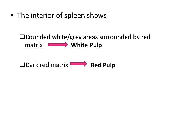  • The interior of spleen shows Rounded white/grey areas surrounded by red matrix